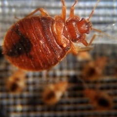 Plaga de chinches: qué pasó, dónde aparecieron en CDMX y cómo evitarlas