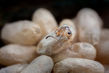 El fotógrafo construyó un nido para observar el comportamiento reproductivo de las hormigas.