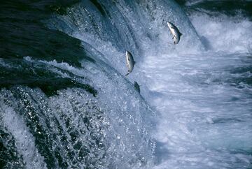 Durante el verano, sobre todo en el mes de julio, los salmones comienzan su migración al lugar donde nacieron para el apareamiento van de los océanos a los ríos para desovar. Los salmones emprenden el viaje de vuelta hacia el río, nadando contra la corriente.