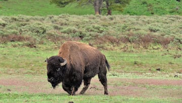 Se van de safari y encuentran a un hombre entre bisontes americanos: iba con un destornillador en un supuesto curso de supervivencia