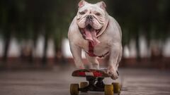 Otto, el bulldog skater de Per&uacute;, subido a una tabla de skate y sacando la lengua.