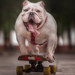 Fallece Otto, el bulldog peruano que tenía un Récord Guinness de skate