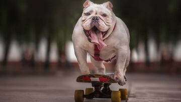Otto, el bulldog skater de Perú, subido a una tabla de skate y sacando la lengua.