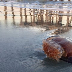 ¿Qué se debe hacer si te pica una medusa y cómo hay que tratar la picadura?