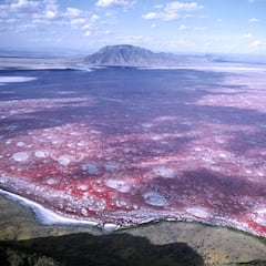 El aterrador lago de sangre que convierte a los animales en piedra, a excepción de esta tierna y amorosa especie