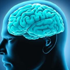 Descubren por donde entra el coronavirus al cerebro humano