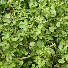 Science points to the healthiest food in the world