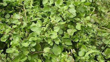 Nasturtium officinale