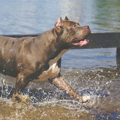 Muere un niño de tres años tras ser atacado por dos pitbulls