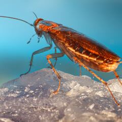 La planta que sirve para ahuyentar a las cucarachas