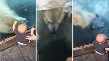 El enorme oso polar intentó atacar a un bebé que se sentaba junto a la mampara de protección.