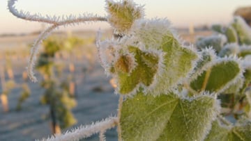 Jack Frost will be blowing in soon