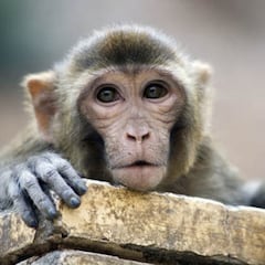 Un mono causa un apagón general en Sri Lanka