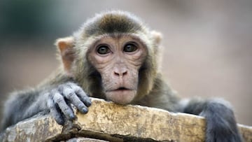 The great monkey escape in South Carolina