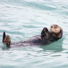 El motivo por el que las nutrias marinas se sujetan de las manos cuando duermen