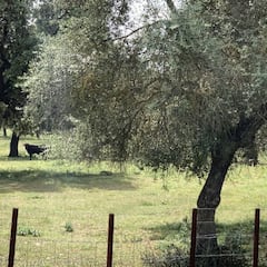 Un toro escapa de una ganadería de Sevilla y hiere a dos mujeres