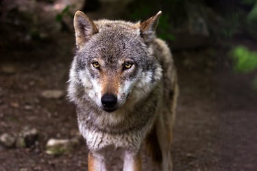 Las cinco extinciones masivas que ha sufrido la Tierra en toda su historia