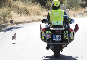 Una liebre se cuela en la carrera.