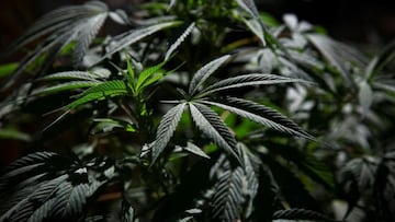 Corte declara inconstitucional portar más de 5 gramos de marihuana