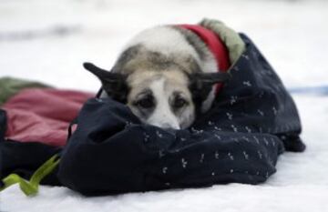 Bonitas imágenes de una de las carreras de trineos con perros más largas del continente. Cada año llegan a la aldea checa de Destne corredores de todas partes de Europa.