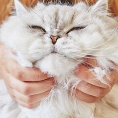 Cómo evitar que el gato arañe los muebles