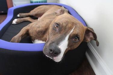 Petrics, la cama inteligente para tu mascota.