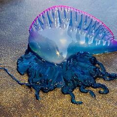 Aparece la fragata portuguesa y prohiben el baño en tres playas de Chile