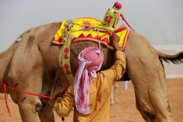 Se celebró en Dubai la Al Marmoom Heritage Festival, un acontecimiento que promueve el deporte tradicional de la carrera de camellos en la región. Los participantes lo hacen a través de un jinete robótico con control remoto. 