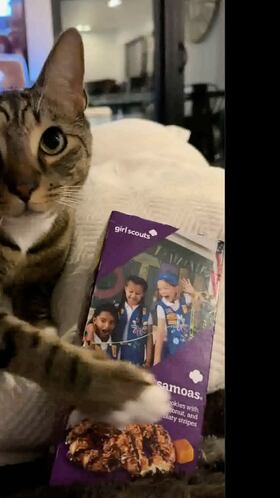 A video of a cat begging for Girl Scout cookies has gone viral due to the sweet face she makes at her owner in order to get her way. It would work on me.