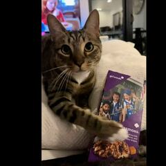 “Manipulation cat” goes viral on Tiktok