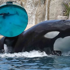 Ella es Kshamenk, la única orca en cautiverio en Suramérica: así va la campaña para que sea liberada