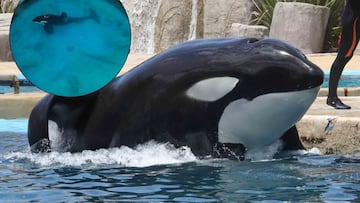 Ella es Kshamenk, tiene 33 años en cautiverio en un acuario en Argentina y organizaciones animalistas piden su liberación.