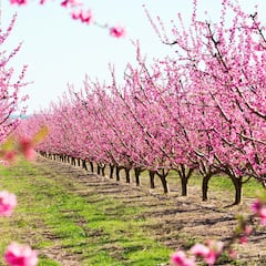 Portugal alucina con los bellos campos de melocotoneros de España y los bautizan como un “mar rosa único en el mundo”