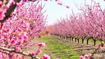 Campo Melocotones Aitona