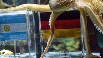 El pulpo Paul vuelve a predecir una victoria de Alemania