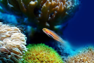 Las cinco extinciones masivas que ha sufrido la Tierra en toda su historia