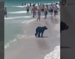 Vídeo: Oso negro se metió a nadar en el mar de Destin, Florida