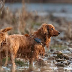 Localiza siempre a tu mascota con este collar para perros con GPS