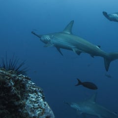 Un kayakista, a palazos con un tiburón martillo en Canarias
