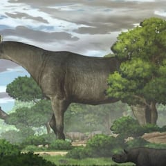 Descubren una nueva especie de rinoceronte gigante