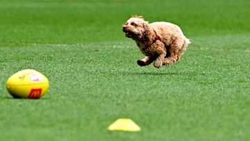 BRISBANE, AUSTRALIA - AUGUST 30: A dog that escaped onto the field is seen running during a Brisbane Lions AFL training session at The Gabba on August 30, 2022 in Brisbane, Australia. (Photo by Bradley Kanaris/Getty Images)