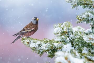 Categor¨ªa: Mejor retrato. GANADOR DEL PREMIO DE ORO.
La fotograf¨ªa esta tomada en Alaska, el fot¨®grafo aprovecho que los pinzones rosados ?son una especie muy mansa y le permitieron montar una c¨¢mara con tr¨ªpode para tomar algunas fotograf¨ªas antes de que todos huyesen del lugar.