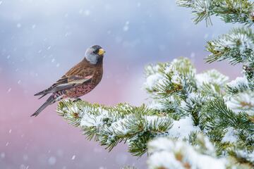 Categoría: Mejor retrato. GANADOR DEL PREMIO DE ORO.
La fotografía esta tomada en Alaska, el fotógrafo aprovecho que los pinzones rosados ​son una especie muy mansa y le permitieron montar una cámara con trípode para tomar algunas fotografías antes de que todos huyesen del lugar. 