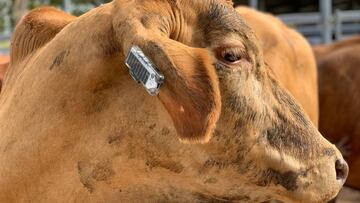Wearable para vacas: los granjeros australianos recurren a la tecnología