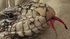 This is ‘lizard in a blizzard’ - Meet the reptile that was rescued after being buried in an East Coast snowstorm