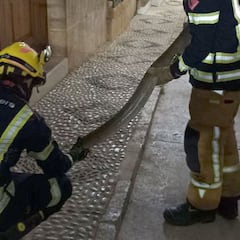 Una serpiente de 2,5 metros se 'pasea' por una calle de Alicante