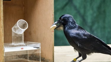 El pájaro más listo del mundo puede fabricar herramientas y es tan inteligente como algunos primates y niños pequeños