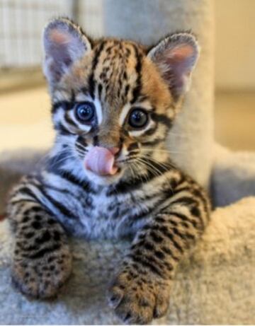 El Zoo de Cincinnati: "Este beb¨¦ de ocelote llamado Santos os alegrar¨¢ el d¨ªa #CuteAnimalTweetOff".