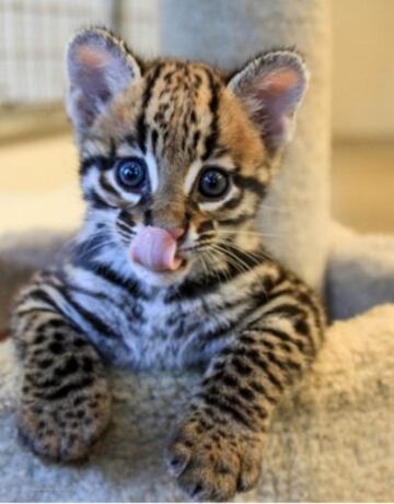 El Zoo de Cincinnati: "Este bebé de ocelote llamado Santos os alegrará el día #CuteAnimalTweetOff".