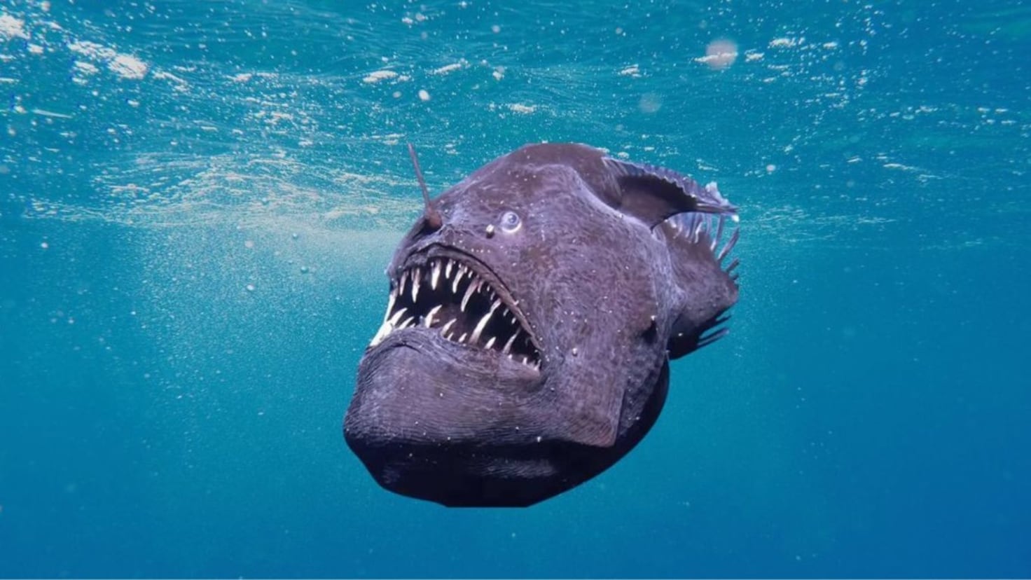 Like something out of a nightmare: the five most terrifying species of ...